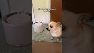 Kylo loves his water fountain  #petfountain #waterfountain #dog #chihuahua