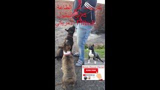 تدريبات علي الطاعة كلاب البيتبول الأمريكي  #عائلة_حازم Pitbull
