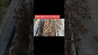 реакция семьи на маточку #пчеловодство #workerbee #bee #beekeeper #beefeater #пчелы