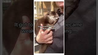 Part2: Baby otter separated from brother #animal #wholesome