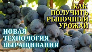 НОВАЯ ТЕХНОЛОГИЯ ВЫРАЩИВАНИЯ КРУПНОГРОЗДЬЕВЫХ СОРТОВ ВИНОГРАДА