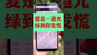 爱是一道光，绿到你发慌#命理八字 #国学智慧 #易经文化 #易学智慧