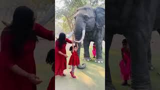 Aru elephant, giraffe p baith k Dar se Gir gai  | mini vlog