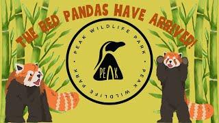 Peak Wildlife Park RED PANDAS ARE HERE! Park Updates | New Animals & MORE!