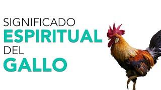 Significado ESPIRITUAL del GALLO  ¡Esto es lo que tiene para ti!