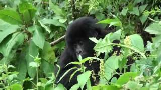 Young Mountain Gorilla poses for cameras, Volcanoes NP, Rwanda