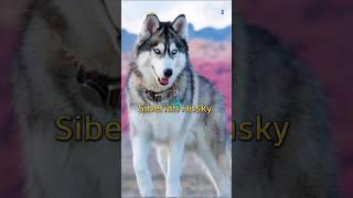 Top 10 Most Beautiful Animals In The World :- #shorts #shortvideo #history #knowledge