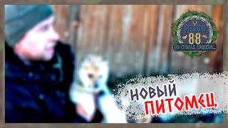 Регион 88 | Таежная история о собаках. Новый питомец