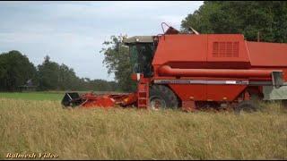 Harvesting with MF 40 Combine.  First Harvest for this Farmer, never grown Barley Before!