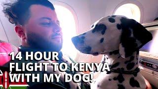 How to Travel with a Dog on a 14hr International Flight | Next stop  Kenya!