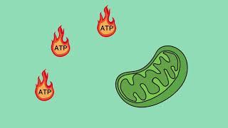 MitoCanada's Education Academy | What is Oxidative Phosphorylation (OXPHOS)?