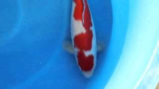 SVHQ tategoi Okawa kohaku female Koi Kichi World