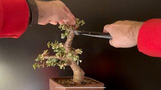 Winter Indoor Bonsai Pruning