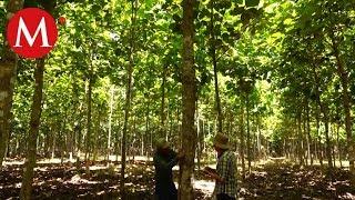 Bosques de teca, Yucatán | Conexión Milenio