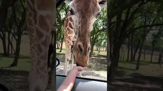 First Drive Through Zoo Adventure! #drivethroughzoo #glenrose #giraffe