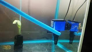 New fish tank setup for new fish #cichildbros #flowerhornboss #mayurdev #fishes&plants #zooppets