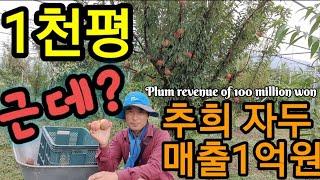 추희 자두 매출1억원. 근데 뭐가 문제인가? Plum revenue of 100 million won