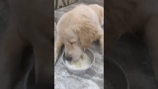#shorts #trending #viral #oliver #goldenretriever #dogfood