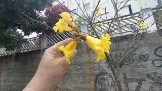 Pé de Ipê Amarelo ou Ipê do Cerrado/Nome Científico:(Handroanthus ochraceus) (Cham). Mattos.