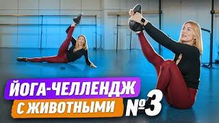 Йога с пушистиками: Кристина Мацкевич повторяет позы с животными!