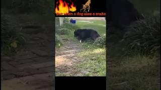Monkey  V's Snake  V's Dog #animal #short#yt  #viralshorts #wildliferescue