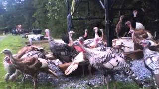 Heritage Turkeys vs. Wild Turkeys