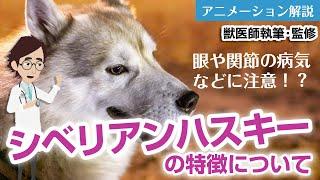 シベリアンハスキーの特徴や気を付けたい病気など【獣医師執筆監修】