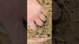 땅두릅 분주해서 늘리기 #주말농사 #garden #자연농원 #농사 #땅두룹
