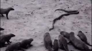 Mongoose Attack Python