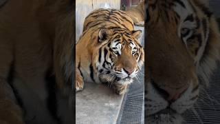 Nature’s Ninja – The Unbelievable Agility of Tiger Bioga!  