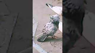 Mera jera pigeon wow