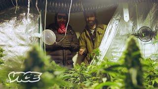 How Amsterdam Weed Dealers Get Around the 500g Limit | WEEDIQUETTE