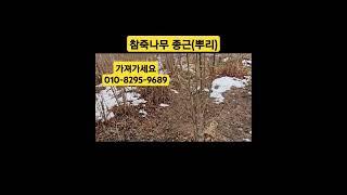 #참죽나무 #종근 #뿌리