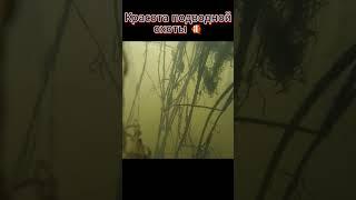 Красота подводной охоты  #Рыбалка #Шортс #Лайфхаки #Советы #Улов #Техника #РыбалкаШортс  #fishing