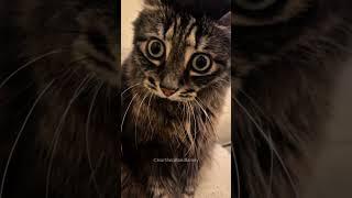 Meet This Unique Cat Duo