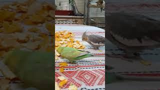 #shorts Budgie and cockatiel are friends