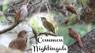 Common Nightingale Song, Canon R7 & RF 200-800mm lens. Menorca. Call, singing. 4K.