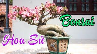 Chế Tác Cây Hoa Sứ Bonsai | CÂY CẢNH CHỢ HÀNG | Hải Phòng | www.caycanhchohang.com
