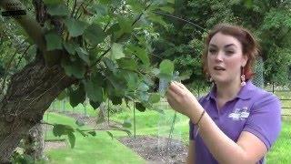 Summmer Pruning - A video guide to summer pruning fruit trees for beginners