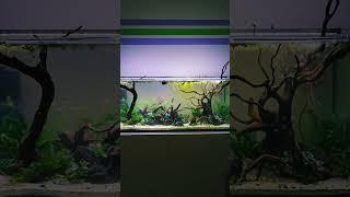 Naturestyle-Aquarium #aquarium #aquascape #aquascaping #natureaquarium #aquaristics