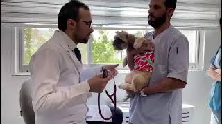 سگ خوش اخلاق/Good mannered dog