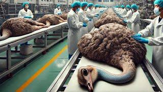 Chinese Farmers Are Raising And Processing Millions Of Ostriches This Way