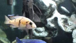 Buying Your First African Cichlids: A Guide for Beginners