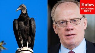 ‘A Common Sense Measure’: John Rose Introduces Bill To Combat Robust Black Vulture Population