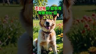조상복이 강하게 작용하는 띠 3가지 #대운 #로또 #재물운 #풍수