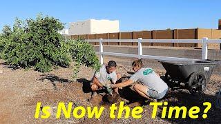 Fall Fruit Tree Planting + Q&A  | The Desert Farmer Podcast -  Episode 36