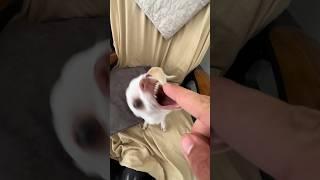 The best Kuchi Kuchi #mreviatar #chiuahua #nikiozeri #angrychihuahua #kuchikuchi