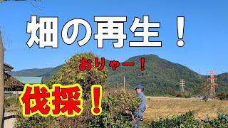 043 【畑の再生 ①】今回は椿を伐採しました！