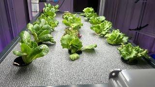 Lettuce  and saffran growing  in hydroponic farming  with the help of led light