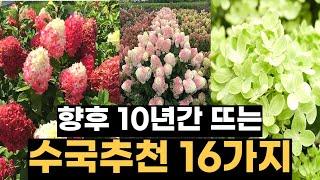 향후 10년간 뜨는 수국 16가지 총정리!